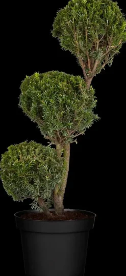 Taxus baccata (Venijnboom)