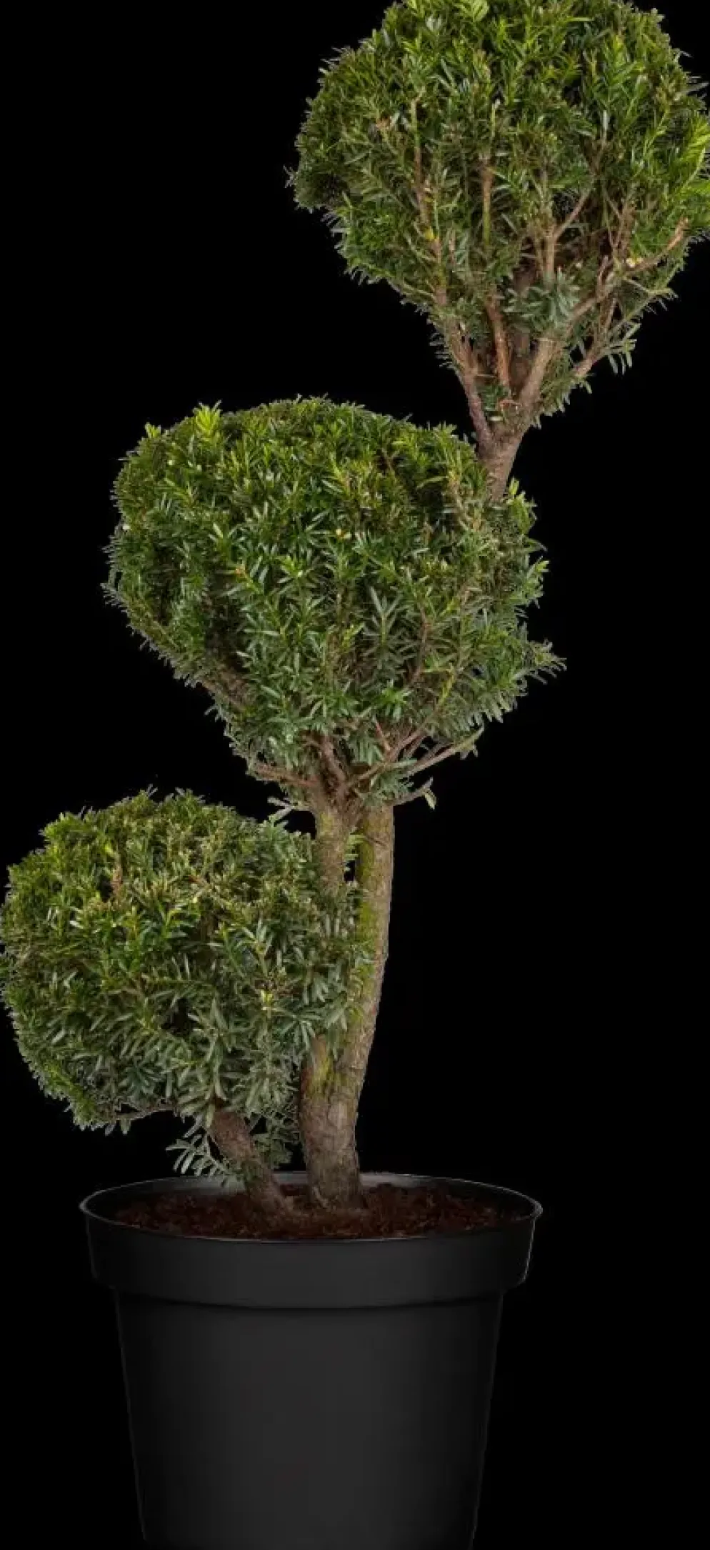 Taxus baccata (Venijnboom)