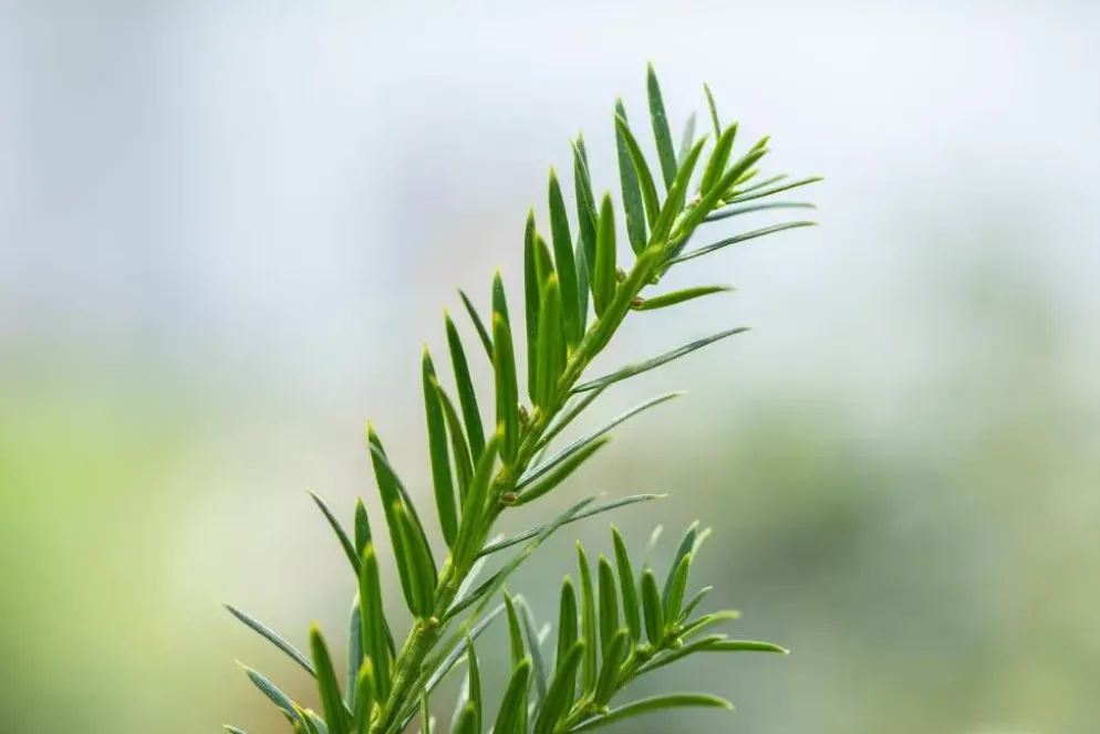 Taxus baccata (Venijnboom)