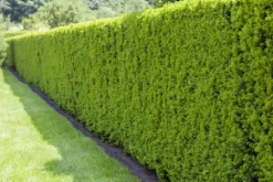 Taxus baccata (Venijnboom)