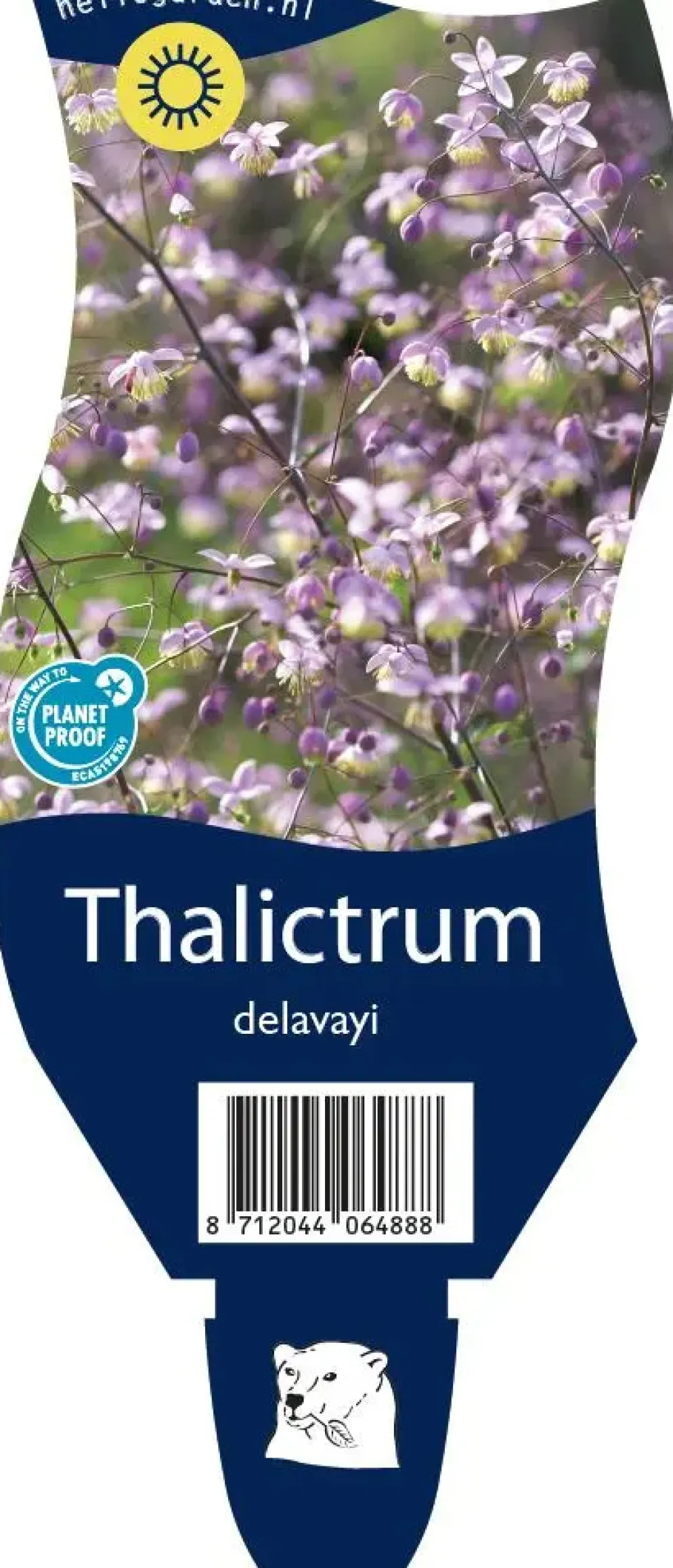 Thalictrum delavayi (Chinese ruit)