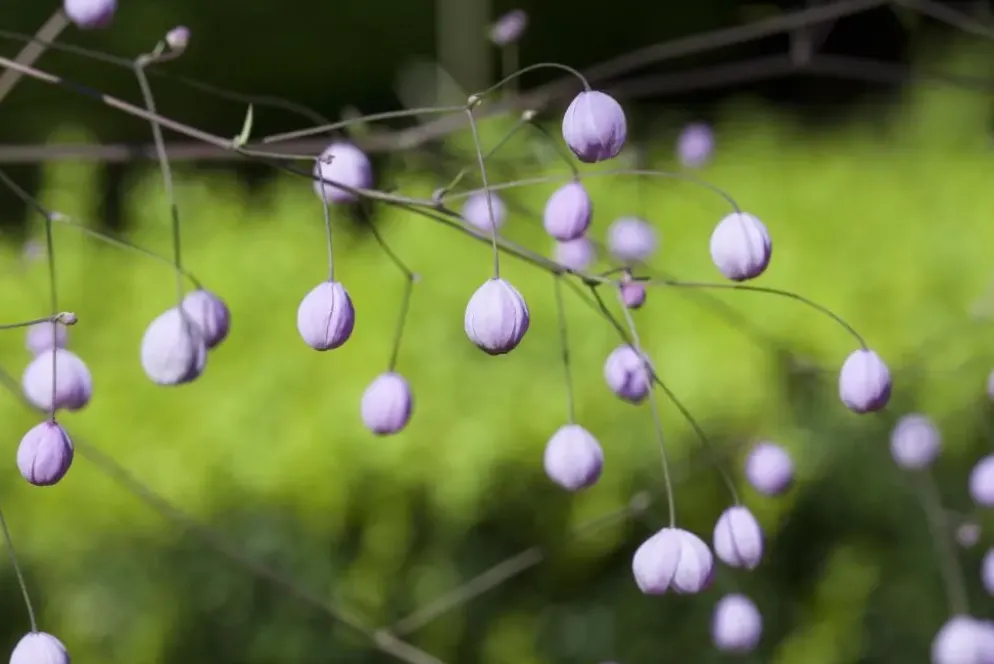 Thalictrum delavayi (Chinese ruit)