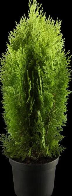 Thuja occidentalis 'Aurea Nana' (Westerse levensboom 'Aurea Nana')