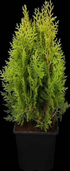 Thuja occidentalis 'Aurea Nana' (Westerse levensboom 'Aurea Nana')