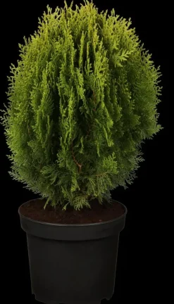 Thuja occidentalis 'Aurea Nana' (Westerse levensboom 'Aurea Nana')