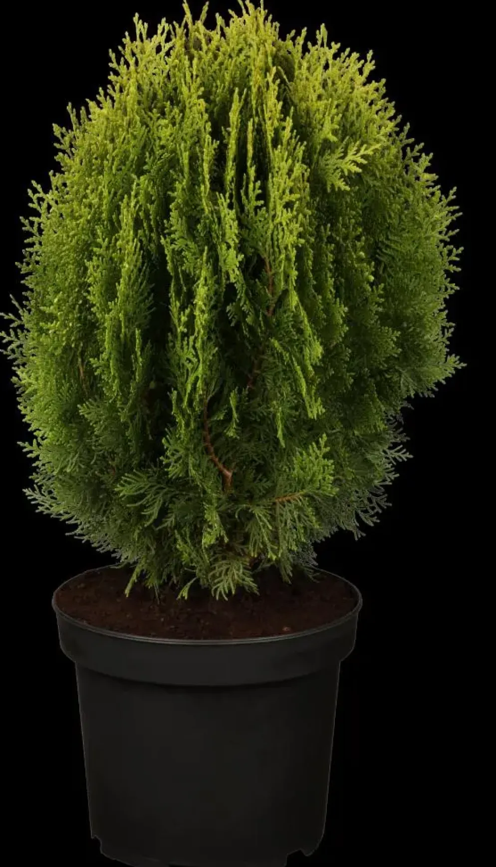 Thuja occidentalis 'Aurea Nana' (Westerse levensboom 'Aurea Nana')