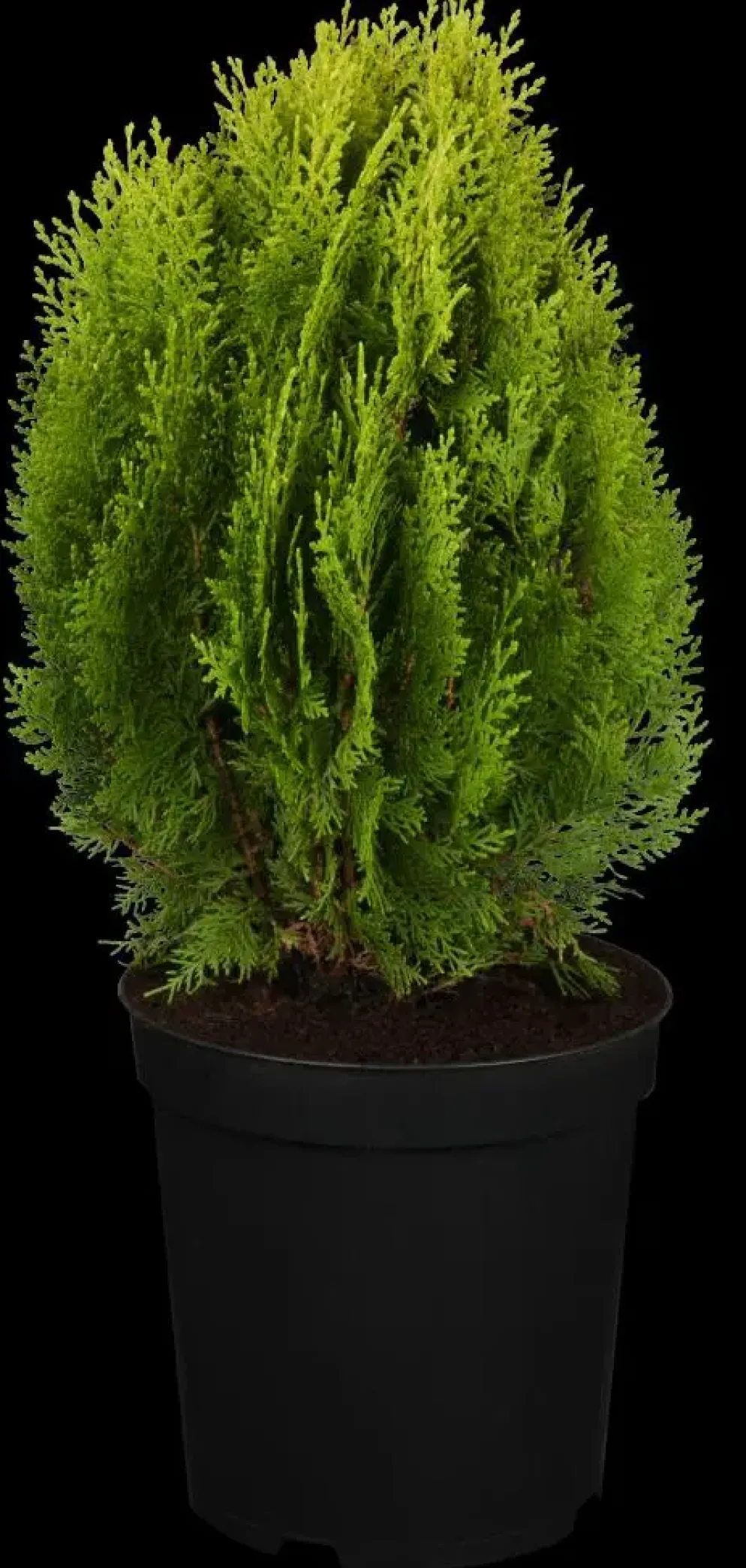 Thuja occidentalis 'Aurea Nana' (Westerse levensboom 'Aurea Nana')