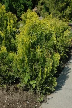 Thuja occidentalis 'Aurea Nana' (Westerse levensboom 'Aurea Nana')