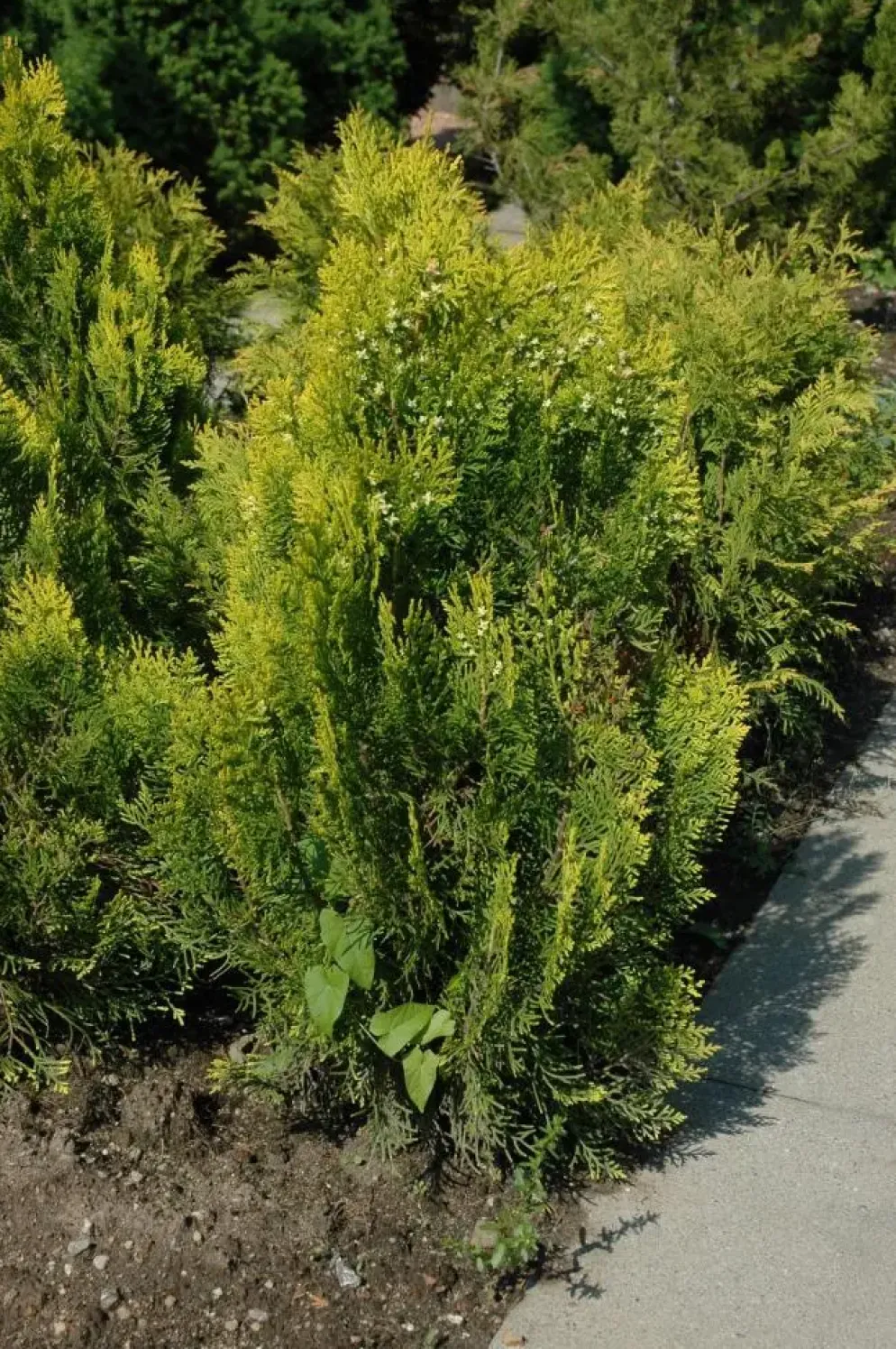 Thuja occidentalis 'Aurea Nana' (Westerse levensboom 'Aurea Nana')