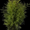 Thuja occidentalis 'Brabant' (Westerse levensboom 'Brabant')