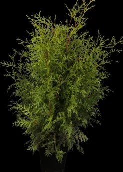 Thuja occidentalis 'Brabant' (Westerse levensboom 'Brabant')