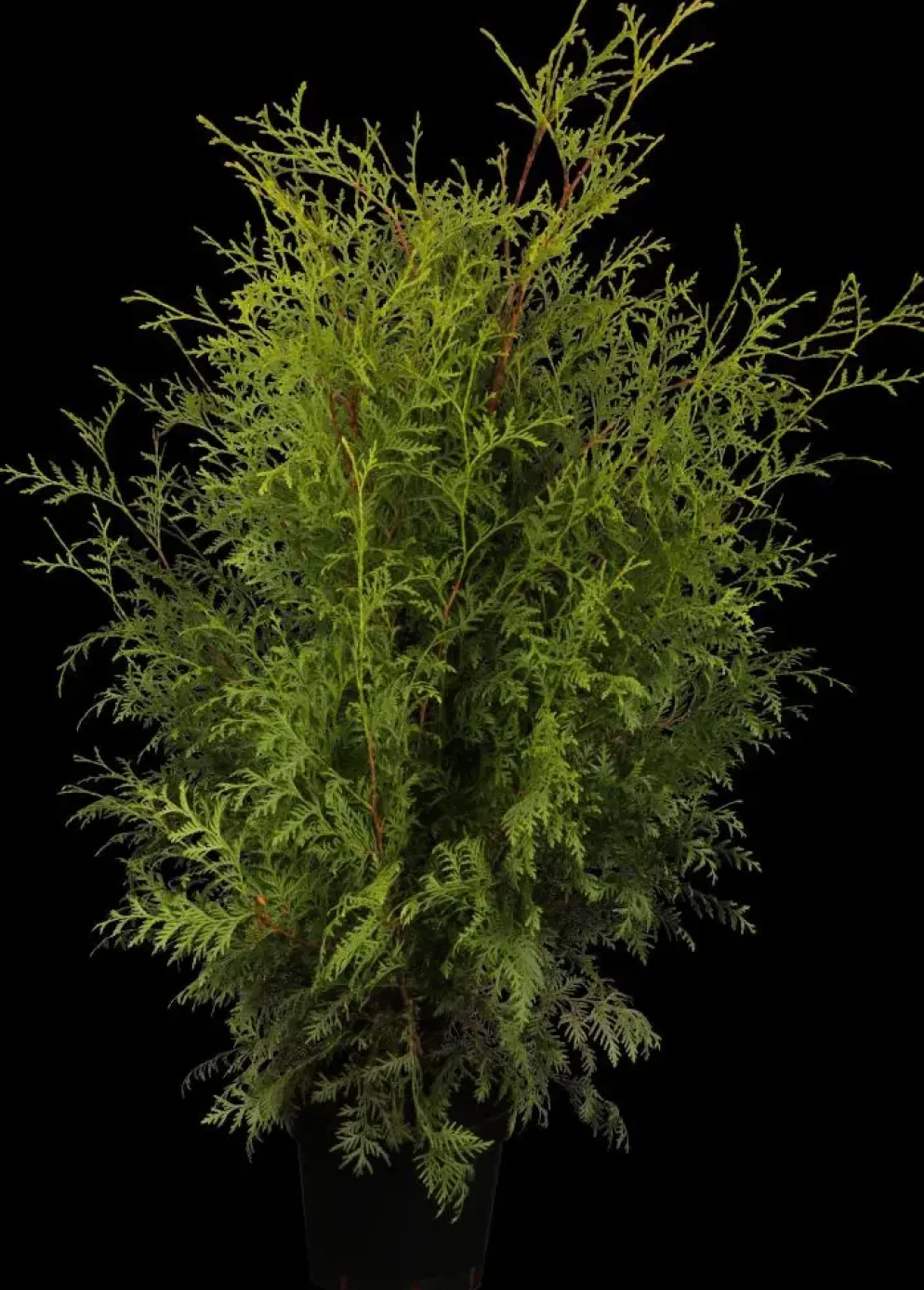 Thuja occidentalis 'Brabant' (Westerse levensboom 'Brabant')