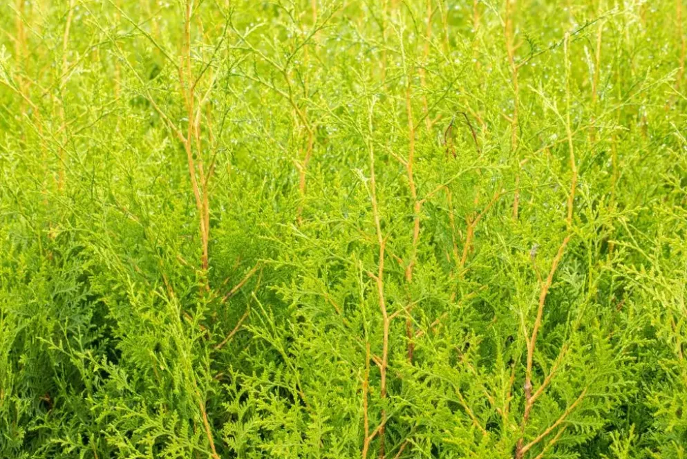 Thuja occidentalis 'Brabant' (Westerse levensboom 'Brabant')
