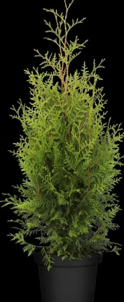 Thuja occidentalis 'Brabant' (Westerse levensboom 'Brabant')