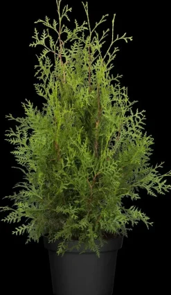 Thuja occidentalis 'Brabant' (Westerse levensboom 'Brabant')