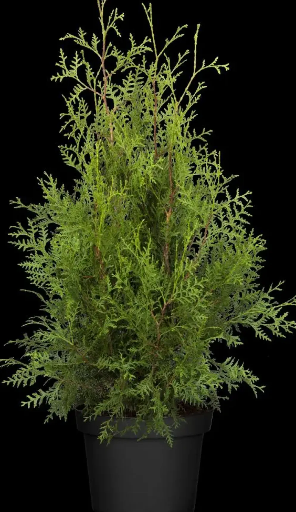 Thuja occidentalis 'Brabant' (Westerse levensboom 'Brabant')