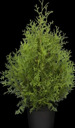 Thuja occidentalis 'Brabant' (Westerse levensboom 'Brabant')