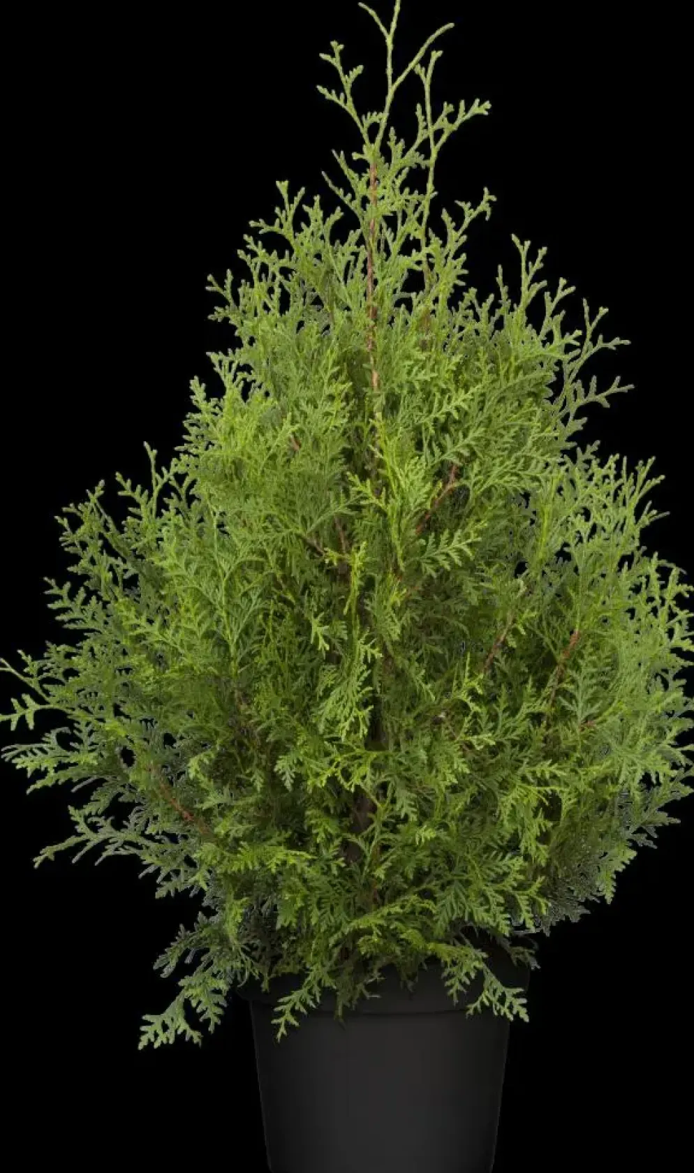 Thuja occidentalis 'Brabant' (Westerse levensboom 'Brabant')