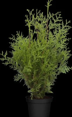 Thuja occidentalis 'Brabant' (Westerse levensboom 'Brabant')
