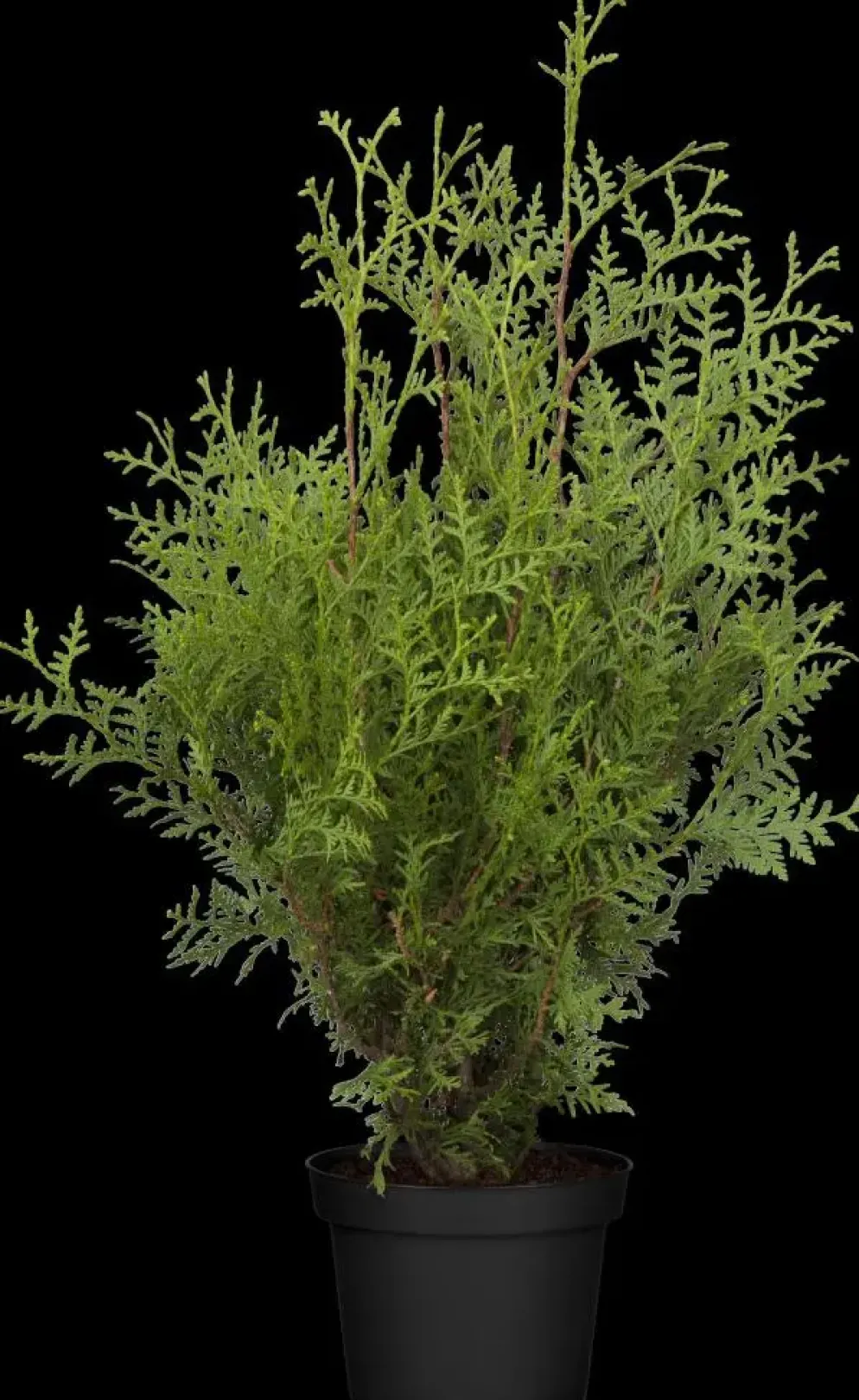 Thuja occidentalis 'Brabant' (Westerse levensboom 'Brabant')