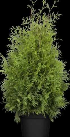 Thuja occidentalis 'Brabant' (Westerse levensboom 'Brabant')