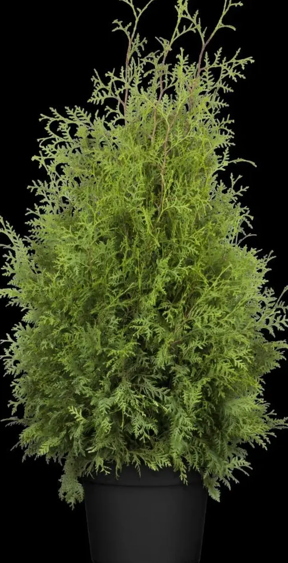 Thuja occidentalis 'Brabant' (Westerse levensboom 'Brabant')