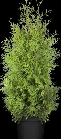 Thuja occidentalis 'Brabant' (Westerse levensboom 'Brabant')