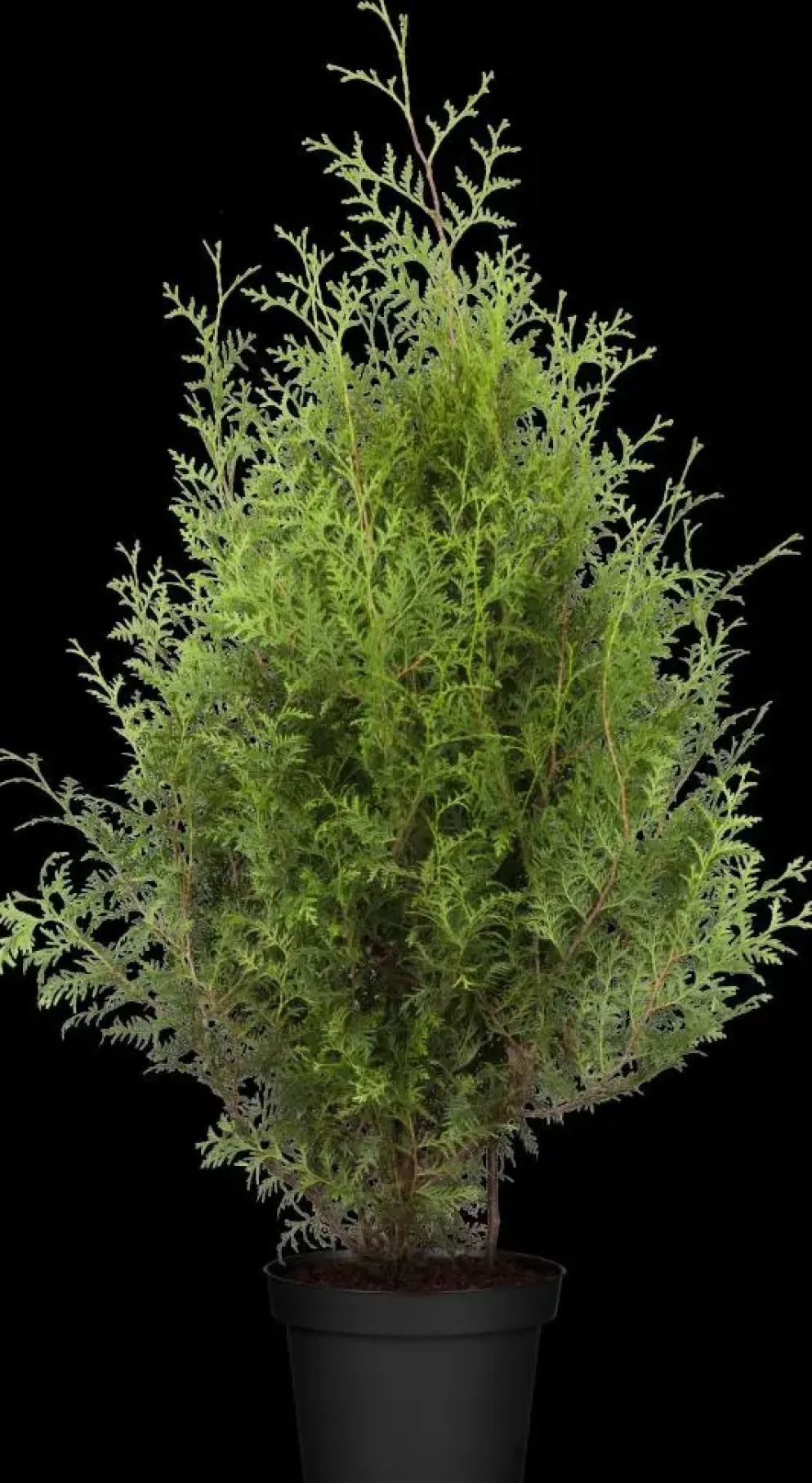 Thuja occidentalis 'Brabant' (Westerse levensboom 'Brabant')