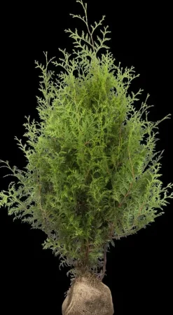 Thuja occidentalis 'Brabant' (Westerse levensboom 'Brabant')