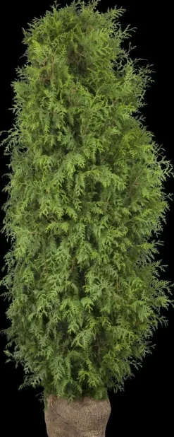 Thuja occidentalis 'Brabant' (Westerse levensboom 'Brabant')