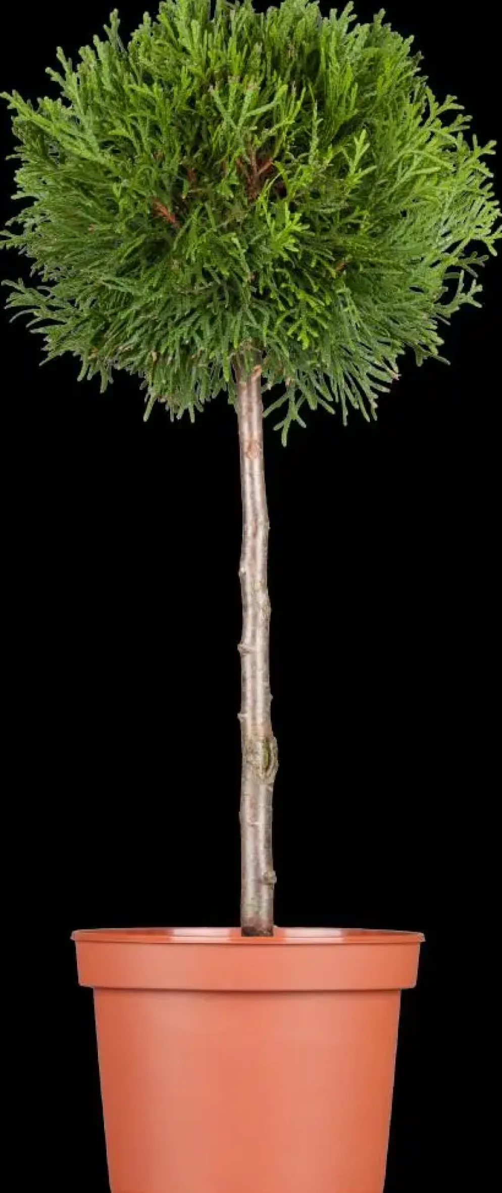 Thuja occidentalis 'Brabant' (Westerse levensboom 'Brabant')