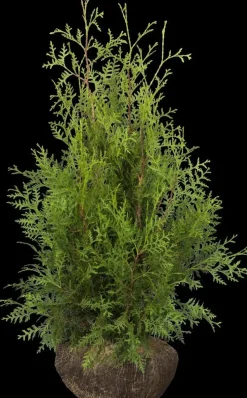Thuja occidentalis 'Brabant' (Westerse levensboom 'Brabant')