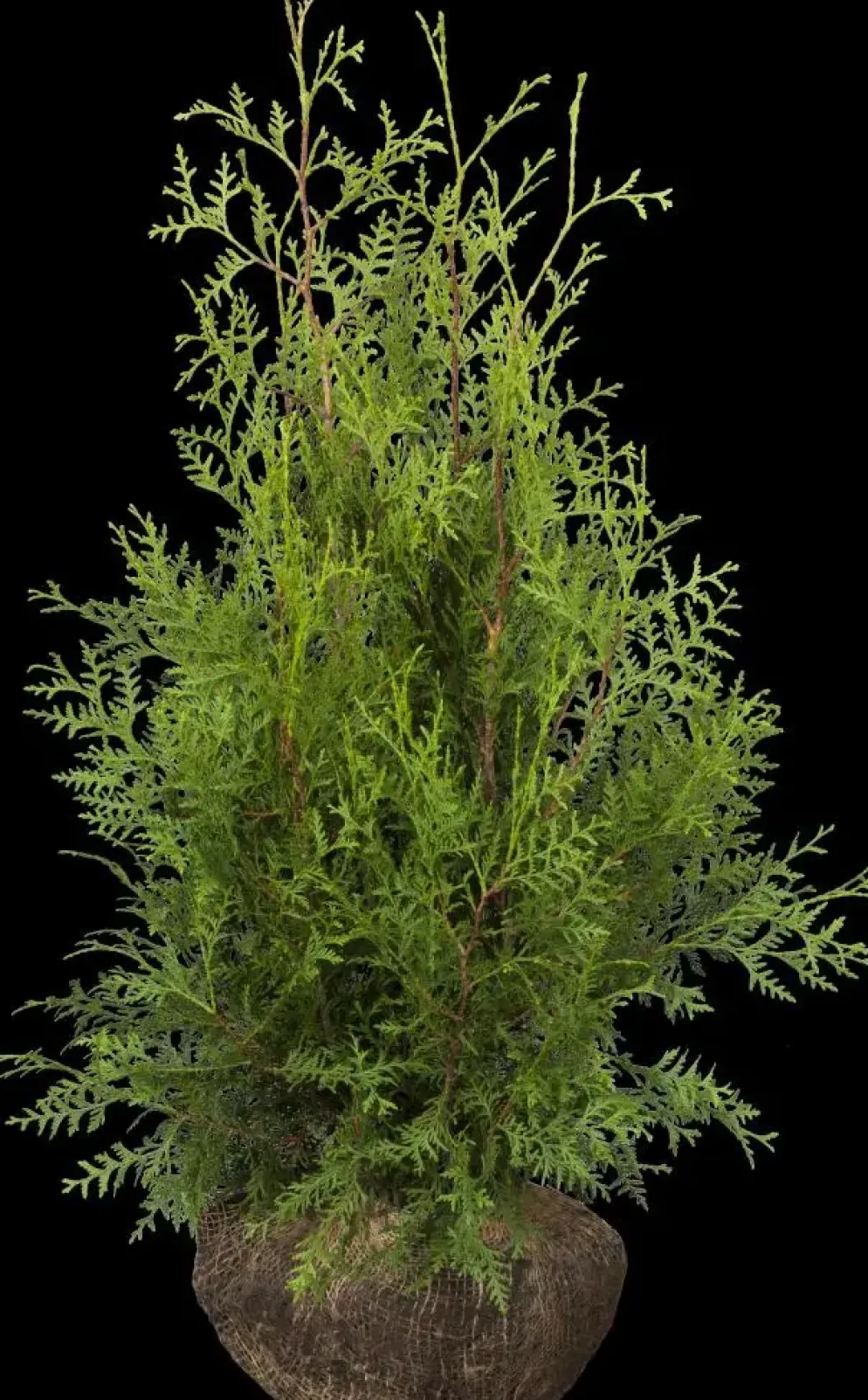 Thuja occidentalis 'Brabant' (Westerse levensboom 'Brabant')