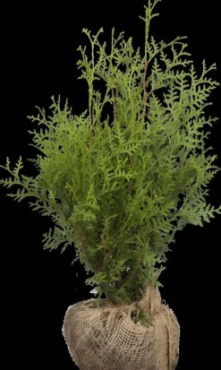 Thuja occidentalis 'Brabant' (Westerse levensboom 'Brabant')