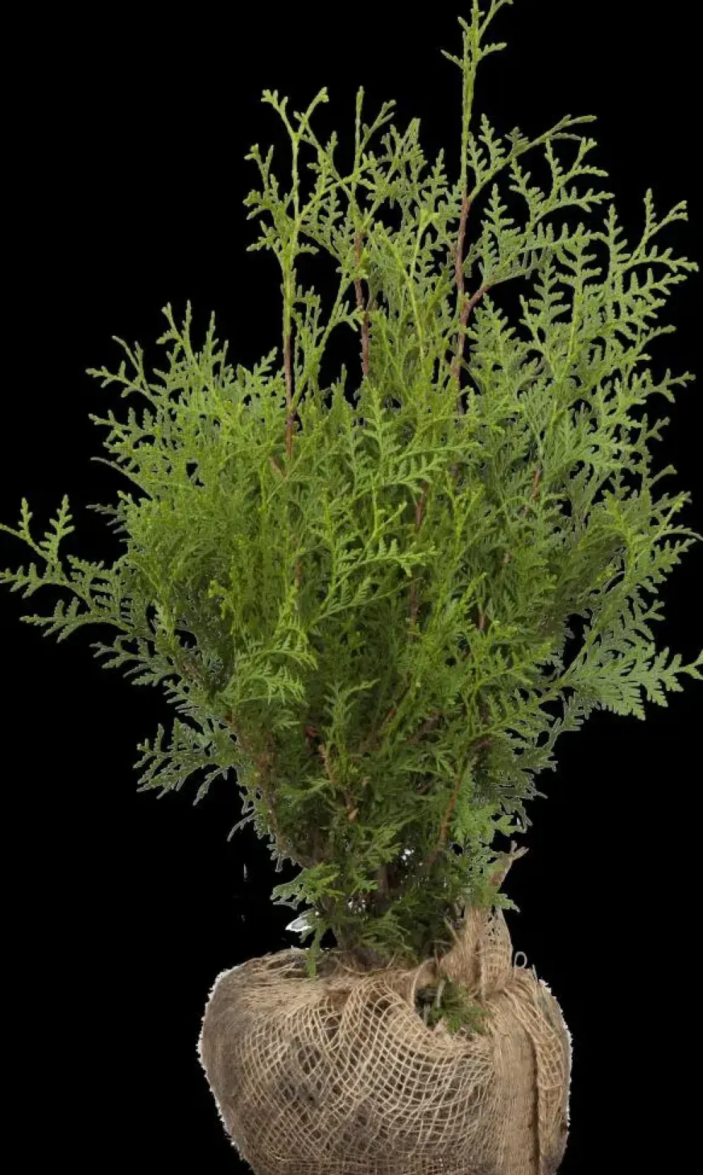 Thuja occidentalis 'Brabant' (Westerse levensboom 'Brabant')