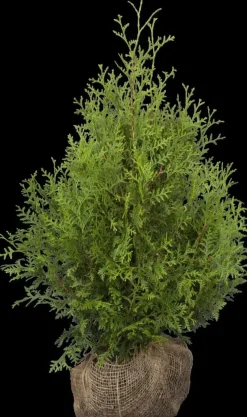 Thuja occidentalis 'Brabant' (Westerse levensboom 'Brabant')