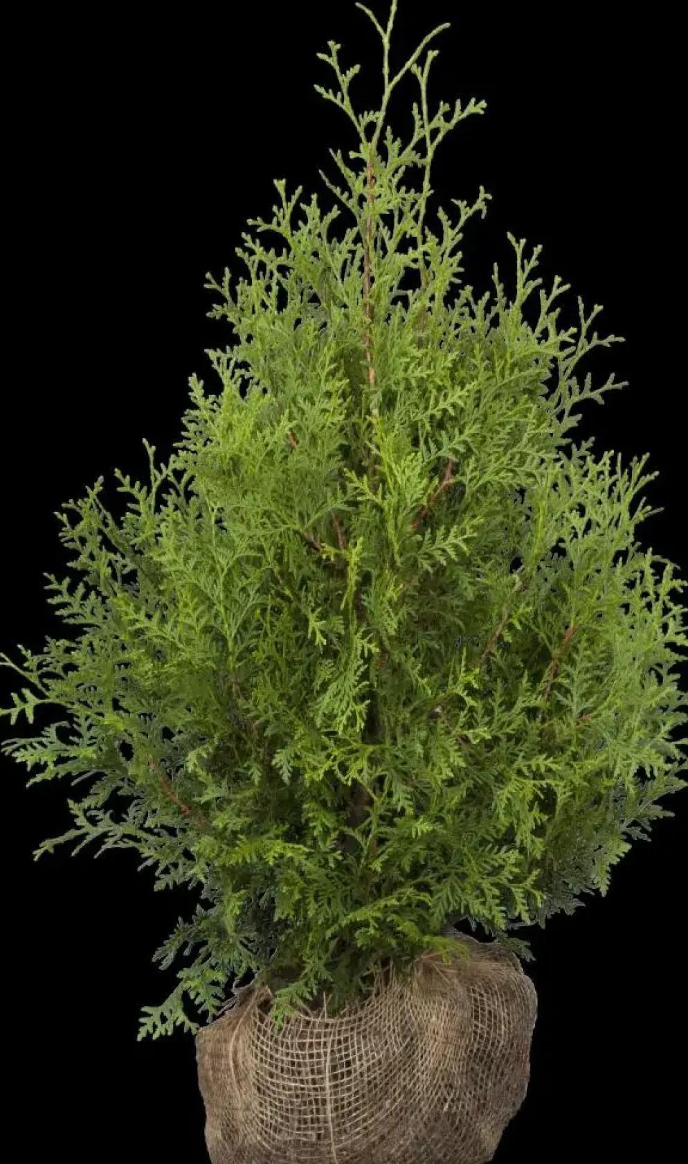 Thuja occidentalis 'Brabant' (Westerse levensboom 'Brabant')