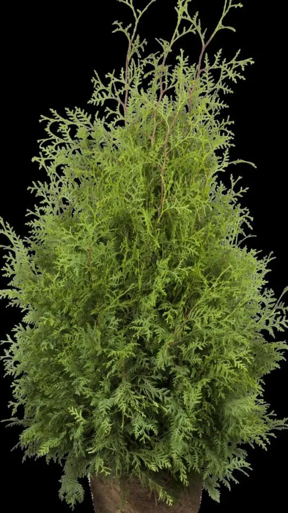 Thuja occidentalis 'Brabant' (Westerse levensboom 'Brabant')