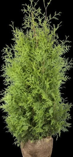 Thuja occidentalis 'Brabant' (Westerse levensboom 'Brabant')