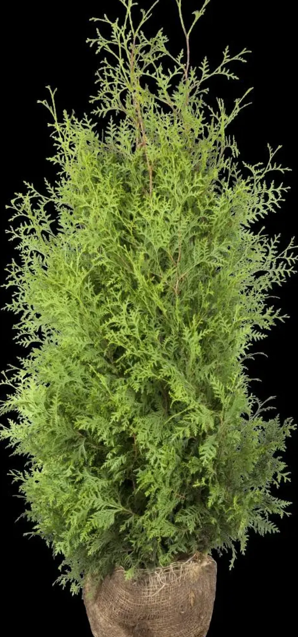 Thuja occidentalis 'Brabant' (Westerse levensboom 'Brabant')