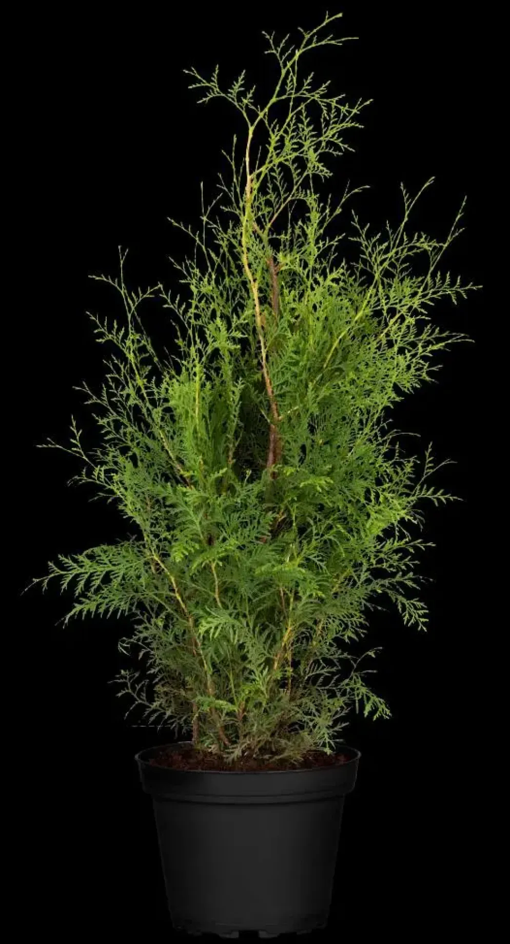 Thuja occidentalis 'Brabant' (Westerse levensboom 'Brabant')