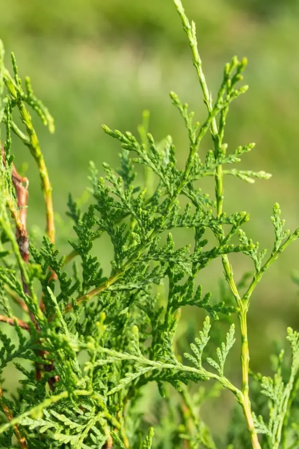 Thuja occidentalis 'Brabant' (Westerse levensboom 'Brabant')