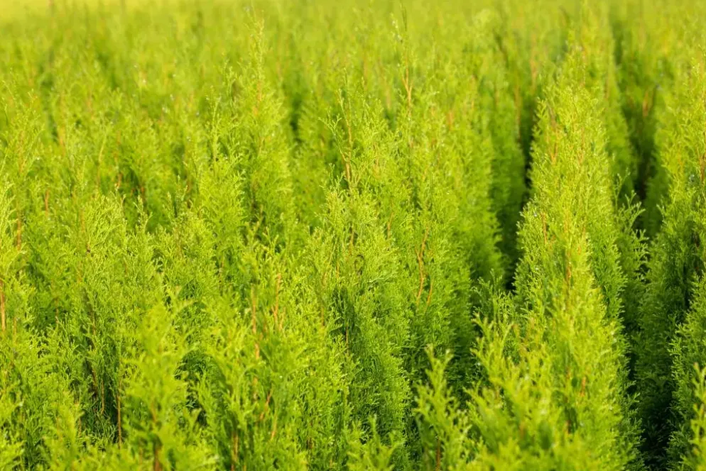 Thuja occidentalis 'Brabant' (Westerse levensboom 'Brabant')