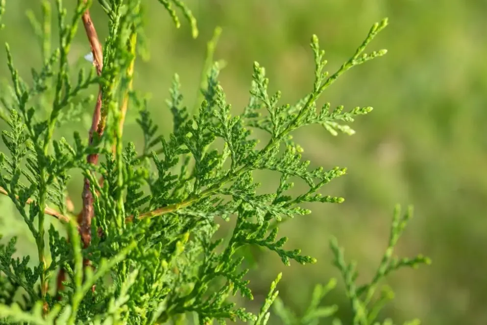 Thuja occidentalis 'Brabant' (Westerse levensboom 'Brabant')