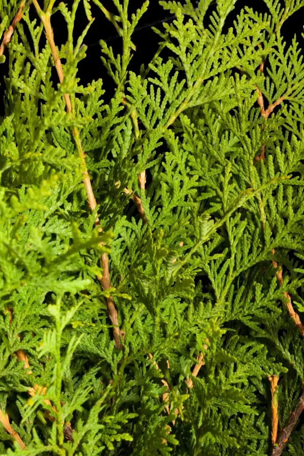 Thuja occidentalis 'Brabant' (Westerse levensboom 'Brabant')