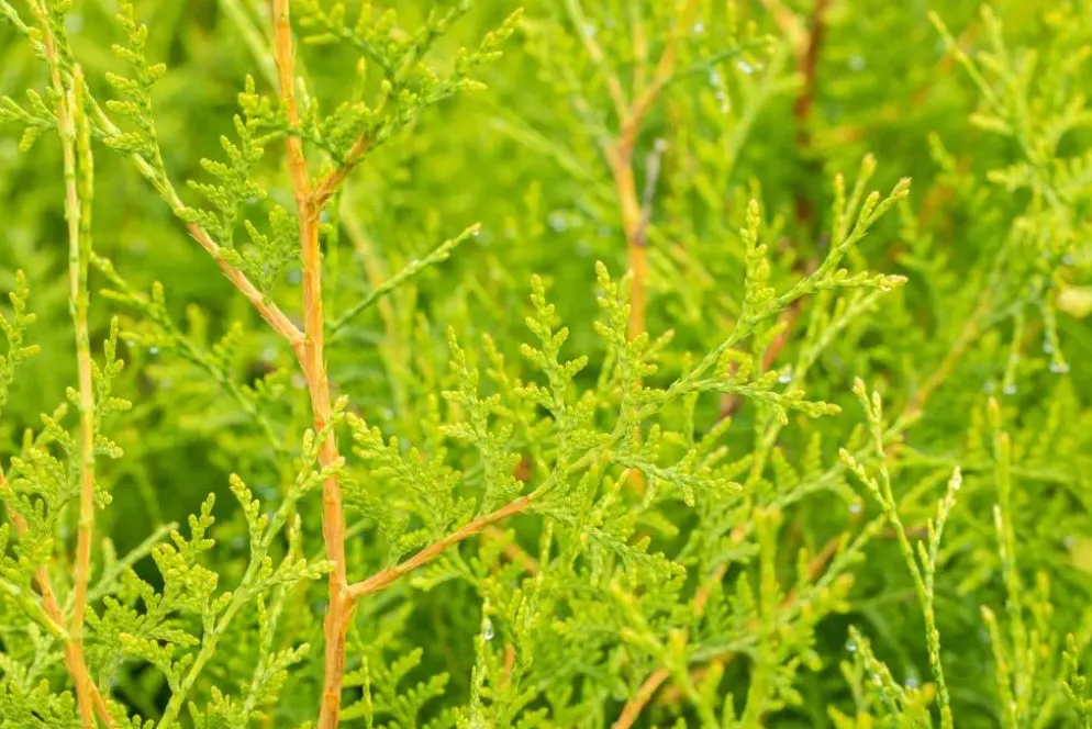 Thuja occidentalis 'Brabant' (Westerse levensboom 'Brabant')