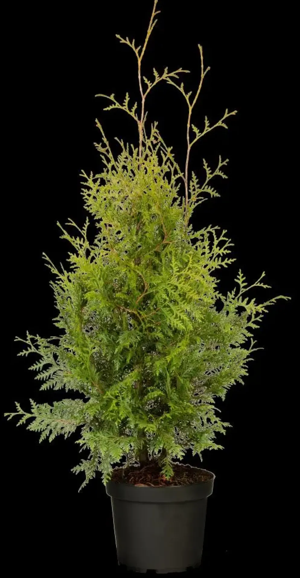 Thuja occidentalis 'Brabant' (Westerse levensboom 'Brabant')