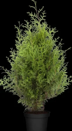 Thuja occidentalis 'Brabant' (Westerse levensboom 'Brabant')