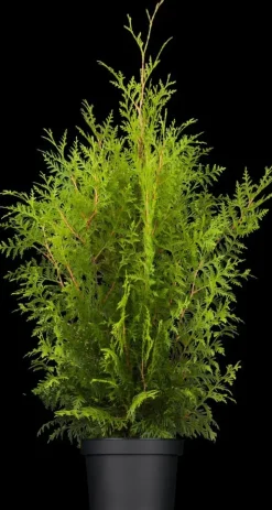Thuja occidentalis 'Brabant' (Westerse levensboom 'Brabant')