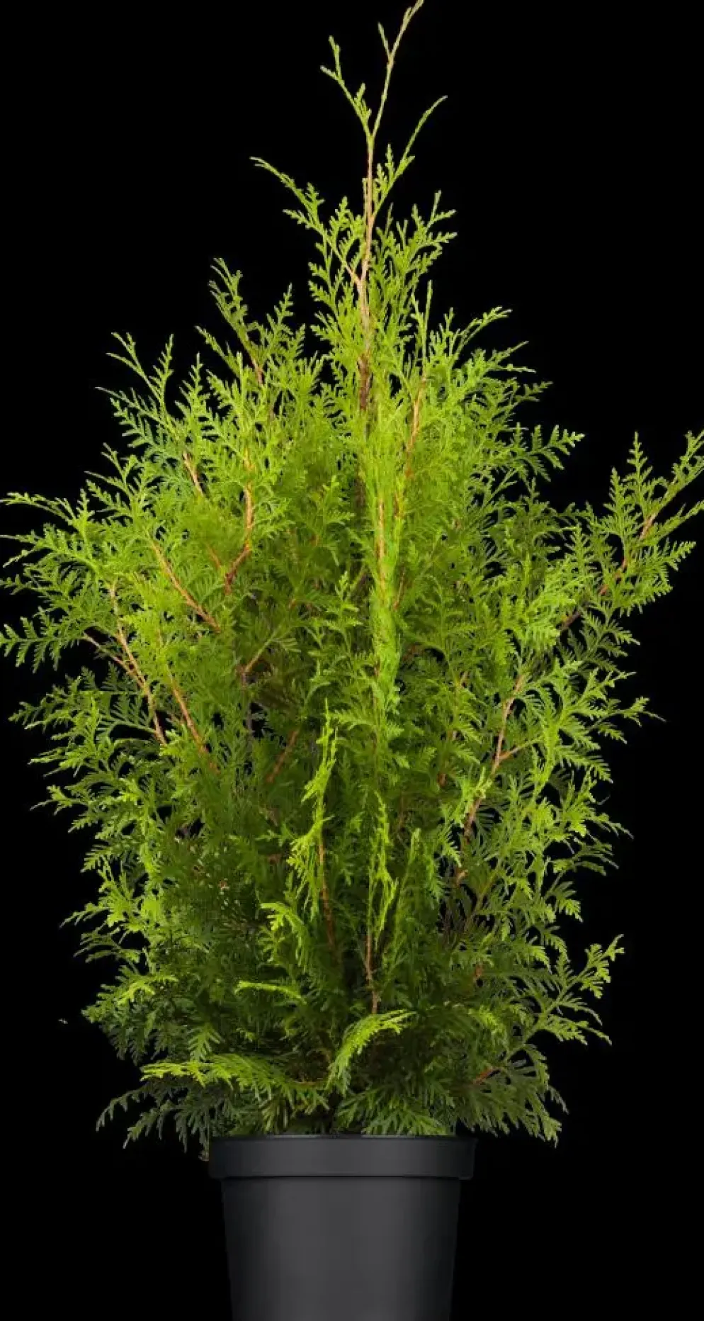 Thuja occidentalis 'Brabant' (Westerse levensboom 'Brabant')